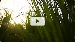 Click to see video